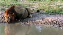 Une tortue d'eau attaque un lion