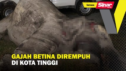 Gajah betina dirempuh di Kota Tinggi