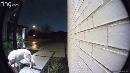 Four Legged Porch Pirate Takes off With Delivery