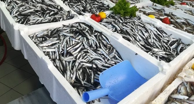 Hamsinin kilosu iki kat artarak 50 liraya çıktı