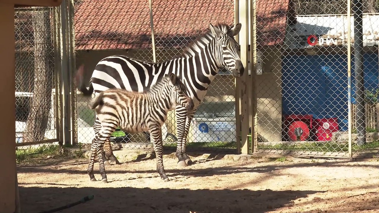 Antalya Hayvanat Bahçesi’nde yeni yavrular