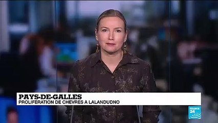 Pays-de-Galles : prolifération de chèvres à  Llandudno