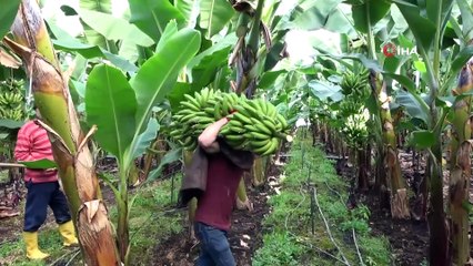 Antalya'da Yılın İlk Muz Hasadı