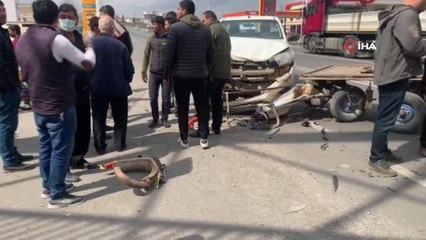 Şanlıurfa'da kamyonet ile at arabası çarpıştı: 1 yaralı