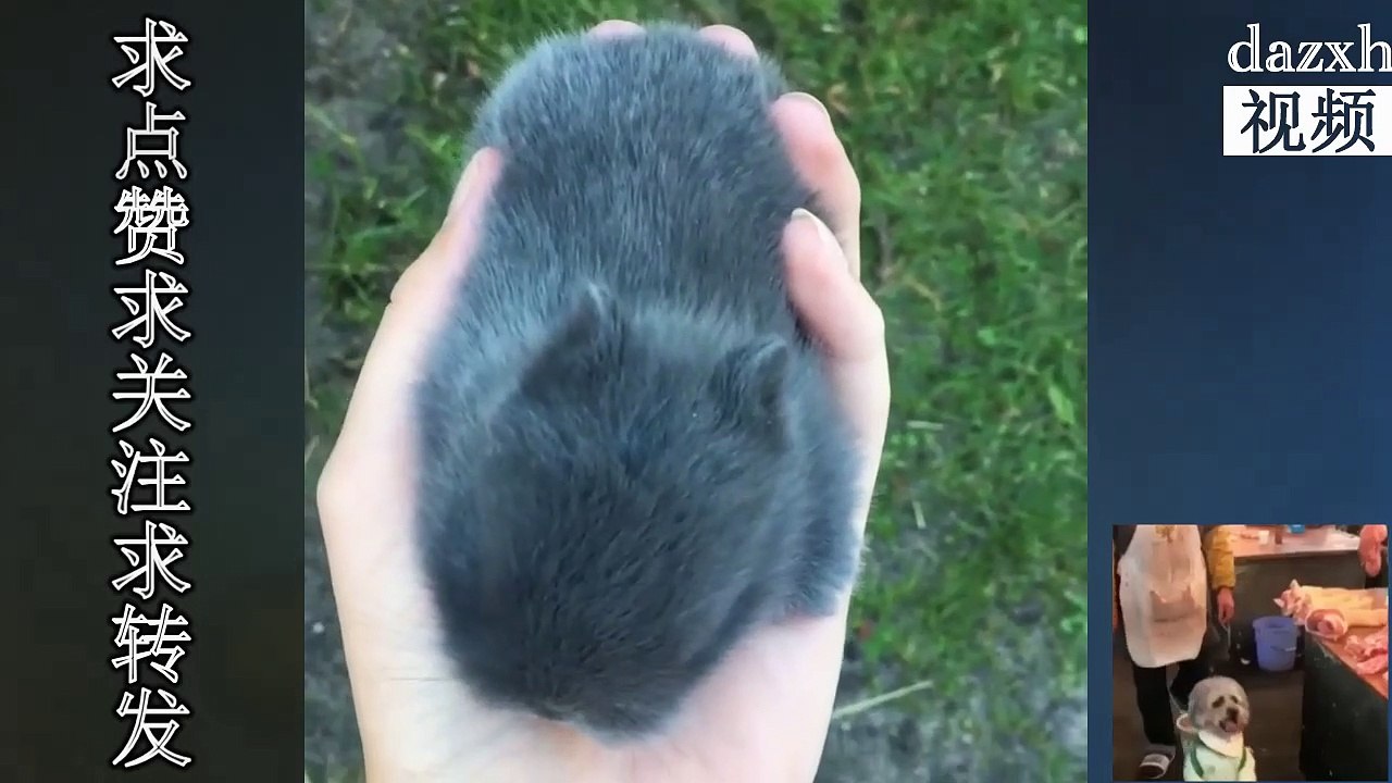 Cute bunny