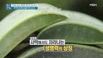 생명력의 상징! 알로에 속 면역 탄수화물, '다당체'