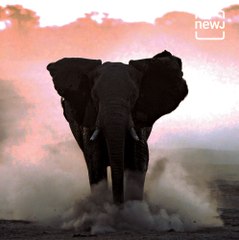 Explained: How Scientists Are Counting Elephants From Space