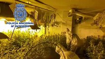 La Policía Nacional descubre casi 100 kilos de marihuana en una plantación