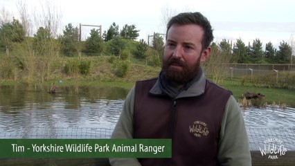 Baby Giant Otter Born at YWP (Social) HQ