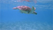 Nine leatherback turtles, an endangered species, have been born in Ecuador