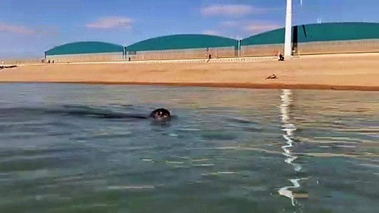 Southwick Seal 070321