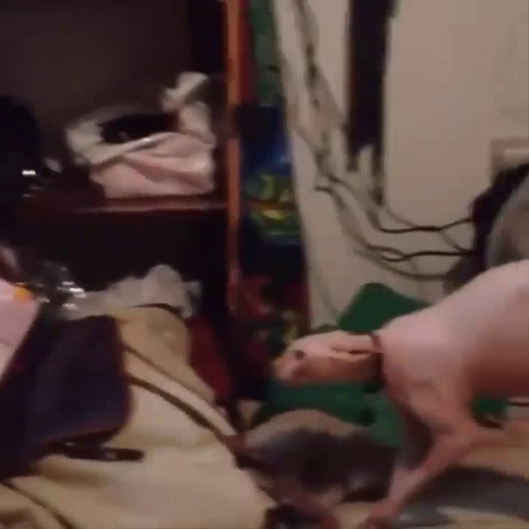 Смешные животные / Funny animals