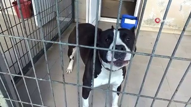 Manisa’da pitbull dehşeti: 2 polis yaralandı