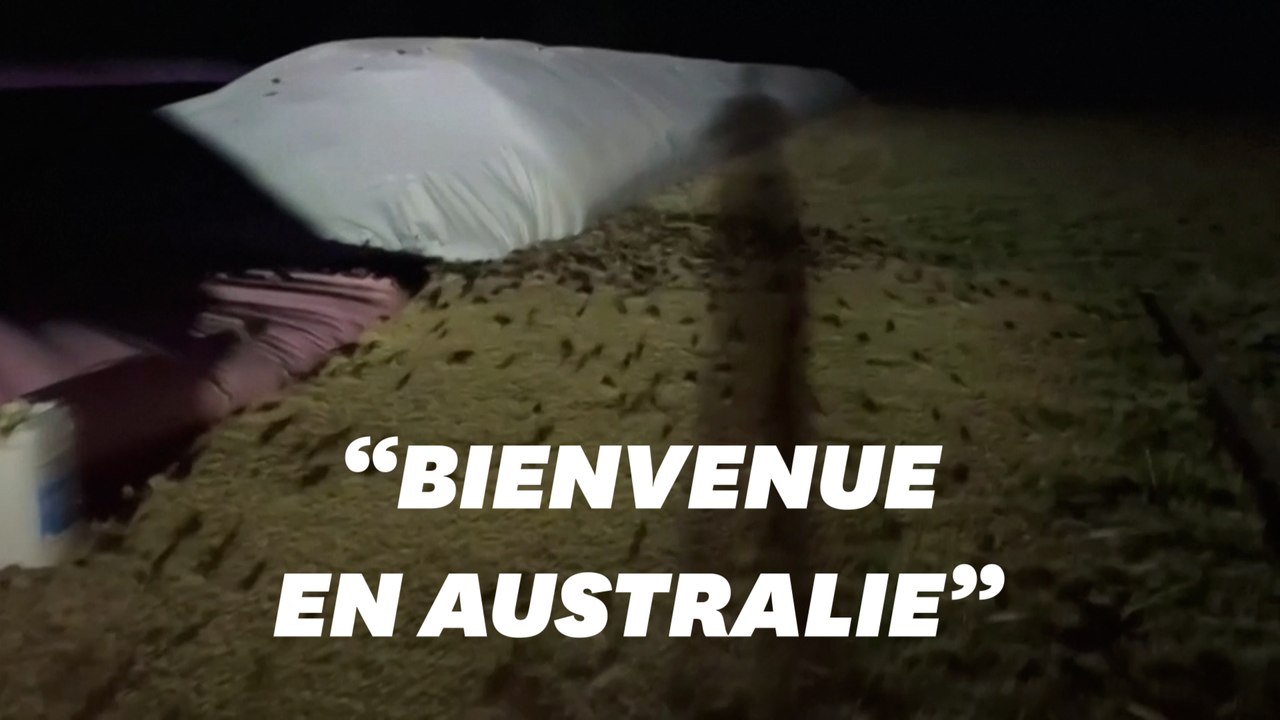 Des souris envahissent habitations et cultures dans l'Est de l'Australie
