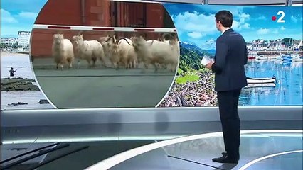 Royaume-Uni : au pays de Galles, un village envahi par des chèvres