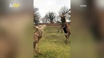 Scrapping Stags! Video Shows Two Stags Duking It Out for Dominance!