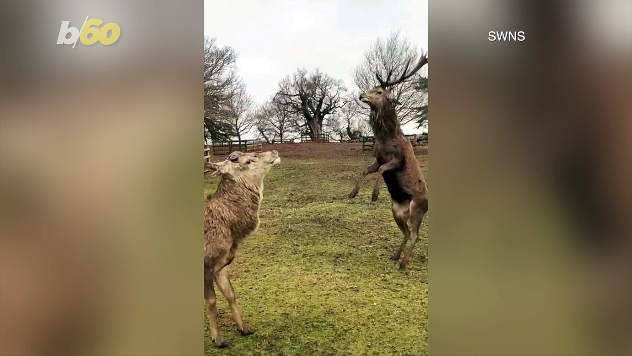 Scrapping Stags! Video Shows Two Stags Duking I...