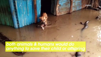 This Dog is a Hero! Saving Her Puppy From Flood Water