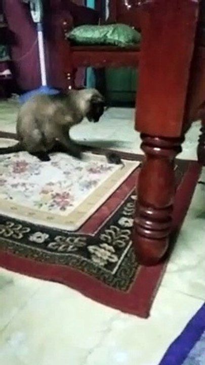 pusang galit sa daga