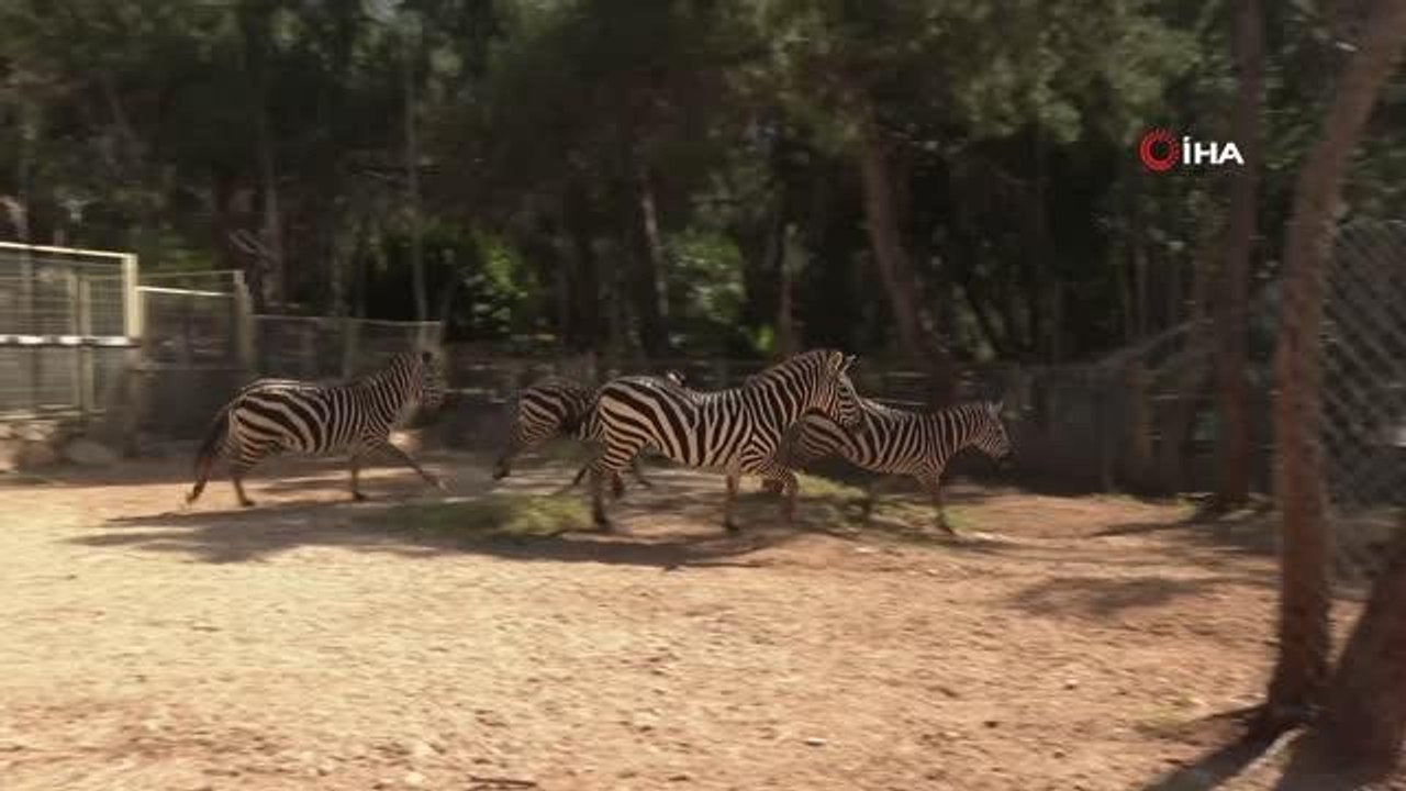 Antalya Hayvanat Bahçesi'nde yeni yavrular