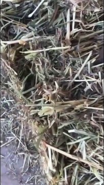 Ce fermier fait une belle découverte sous ce ballot de paille... ça grouille