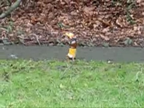 Dynamite Folle TV - Connerie