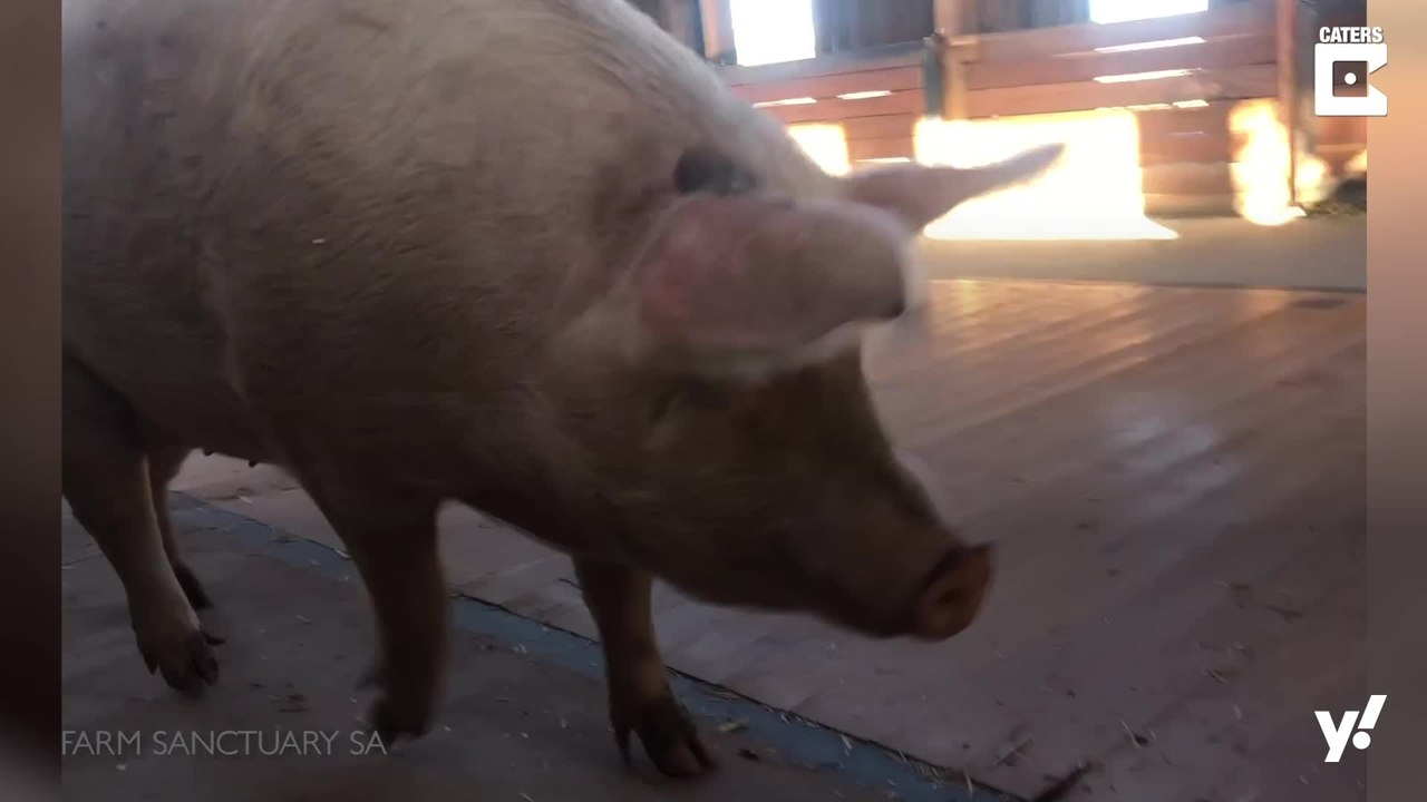 Pigcasso: Ein Schwein malt Prinz Harry