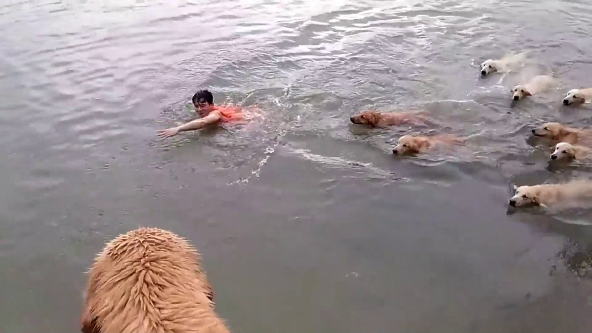 Swimming With Golden Retrievers