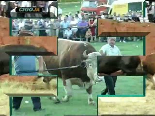 SARONJA ZA SVA VREMENA