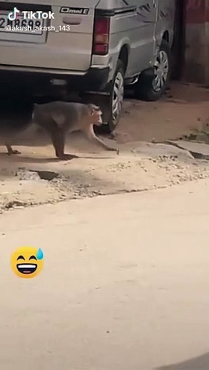 Super Funny Animal video 2021
