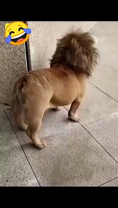 --Funny dog video--2021