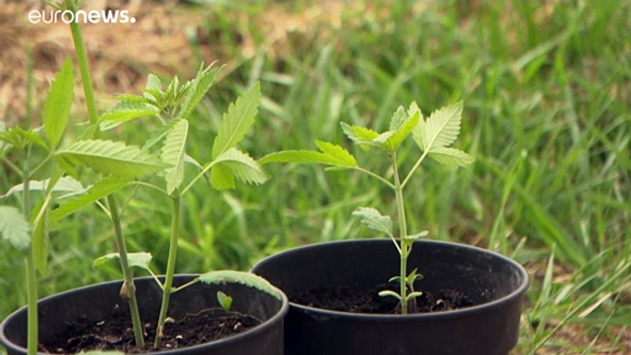 Cannabiswein aus dem Bordeaux