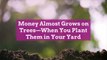 Money Almost Grows on Trees—When You Plant Them in Your Yard