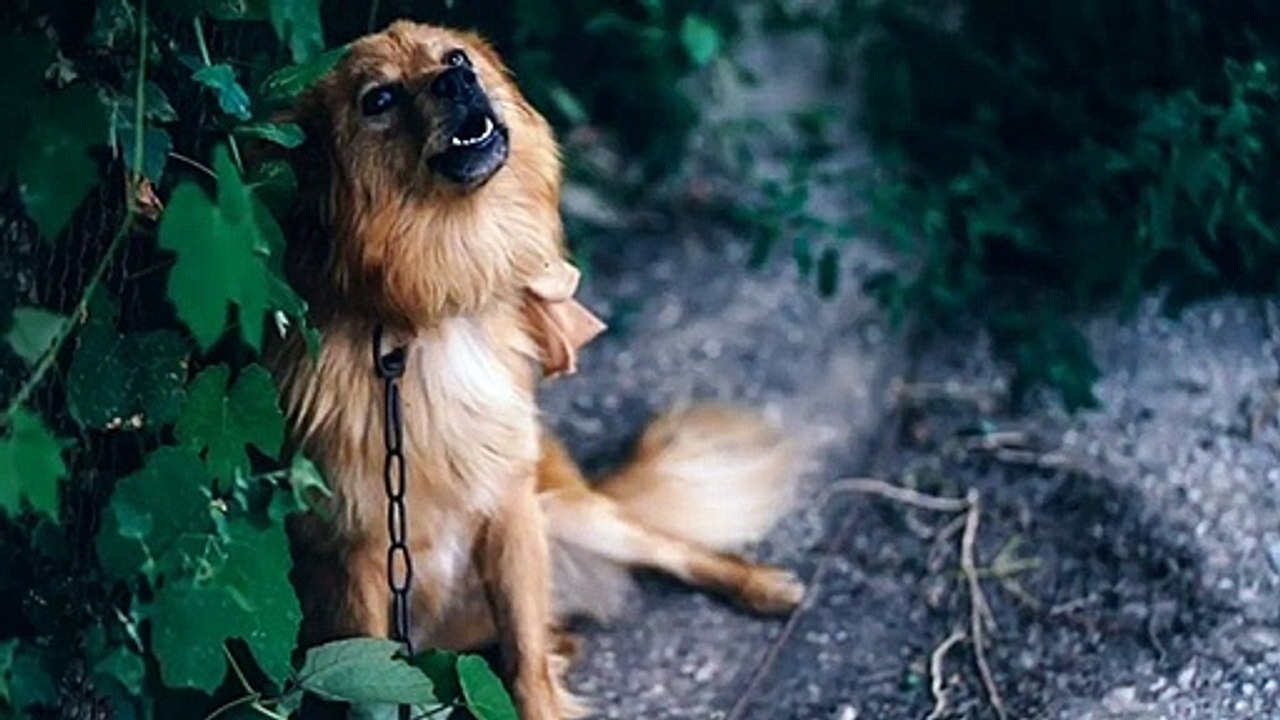 Why Dog Barking At Night?