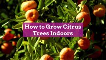 How to Grow Citrus Trees Indoors