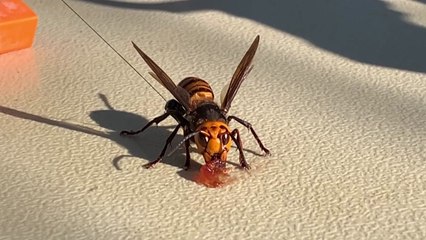 태평양 건넌 장수말벌에 '벌벌'...美 서부 대규모 소탕작전 / YTN