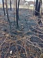 Son dakika! Amasya'da ağaçlık alandaki yangında 5 yavru köpek ve bir kaplumbağa telef oldu