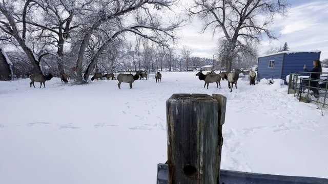 Great Pyrenees Puppy and Elk Exchange Kisses