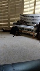 Goofy Kitty Loves Playing Fetch