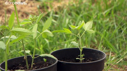 Perché il vino di cannabis prodotto in Francia è legale