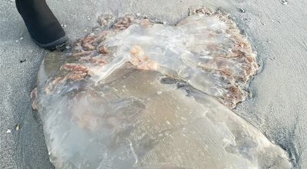 Massive Jellyfish Washes Ashore in Myrtle Beach, Sparking Horror and Awe