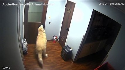 Akıllı köpek hastaneden böyle kaçtı