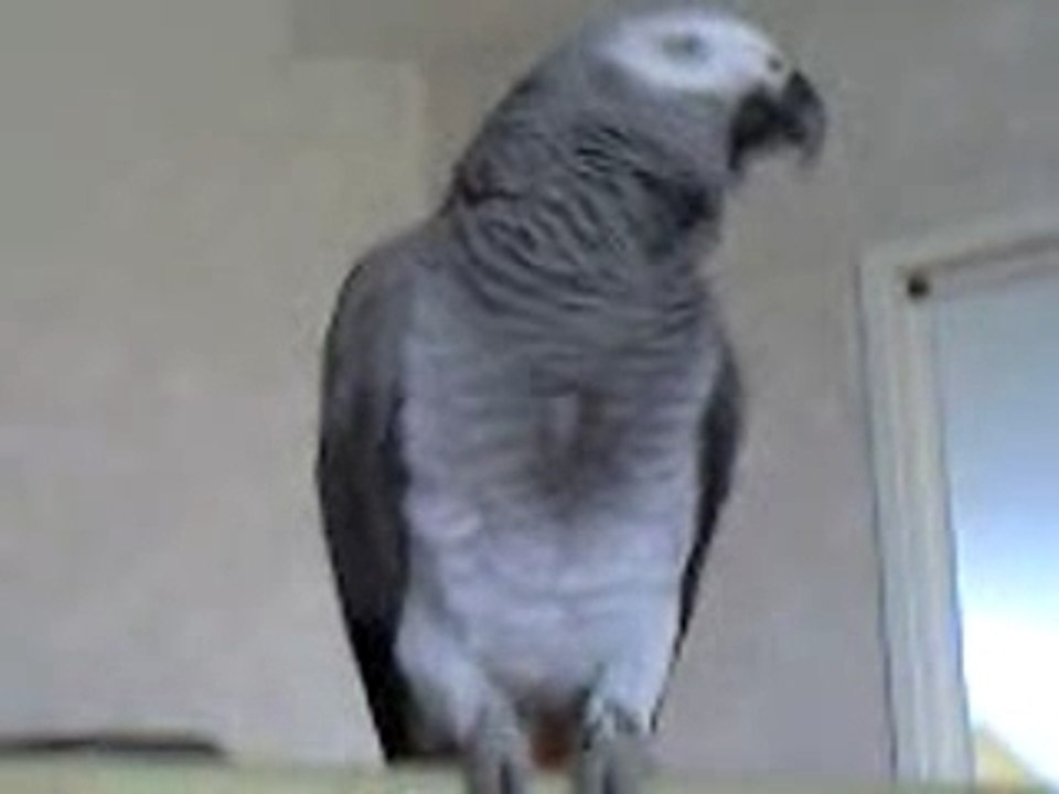 miko dance+dit a tes souhaits