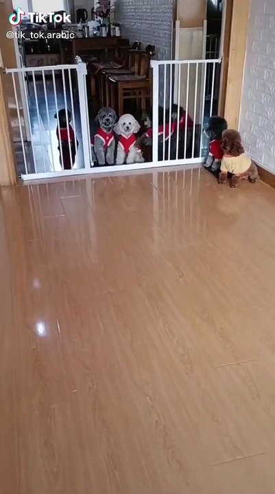 chiens_Caniches_1c