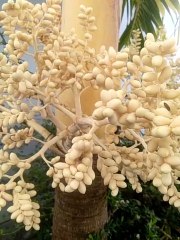Garden plants