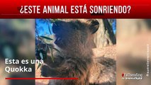 Conoce al quokka, el tierno marsupial que le 'gusta sonreír'
