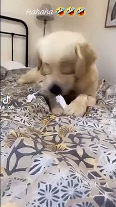 My Dog