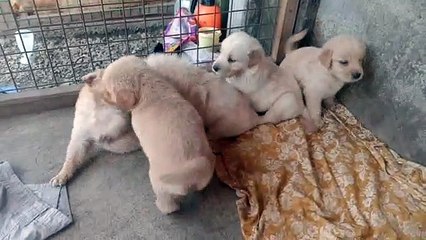 puppies