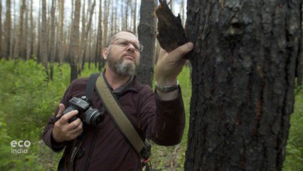 The challenge of replanting a sustainable forest