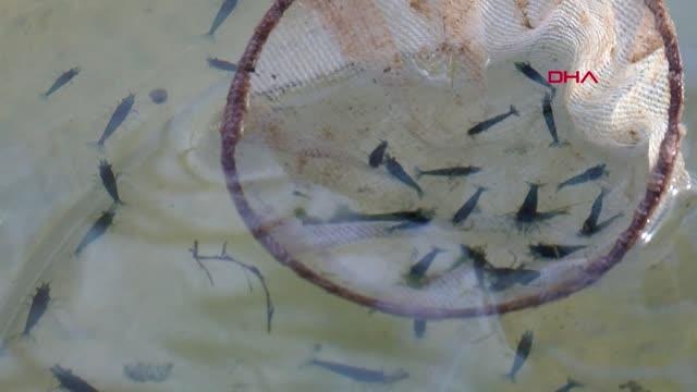 ANTALYA Karides hobisinden yılda 1 milyon Euro gelir hedefliyor